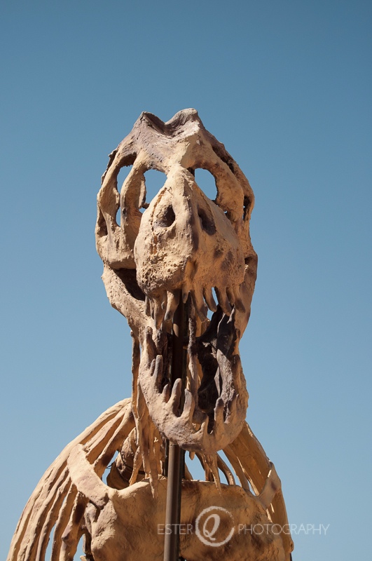 Viaje a Marruecos-museo de fósiles y dinosaurios de Rissani